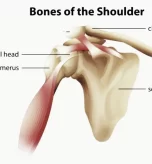 what-are-the-major-bones-present-in-shoulder-joints