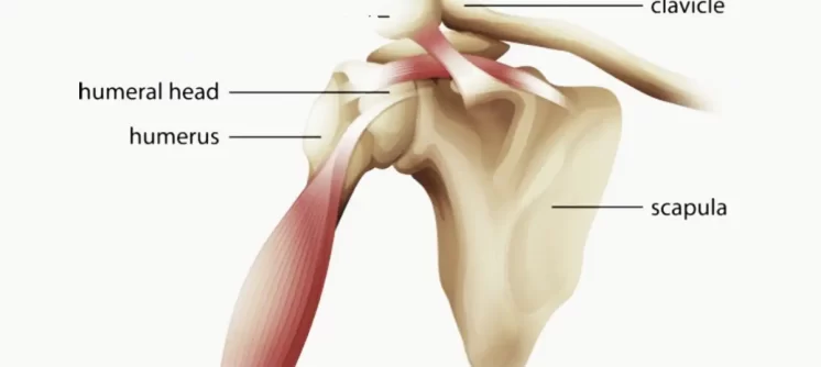 what-are-the-major-bones-present-in-shoulder-joints